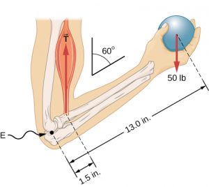 Body Levers – Body Physics: Motion to Metabolism