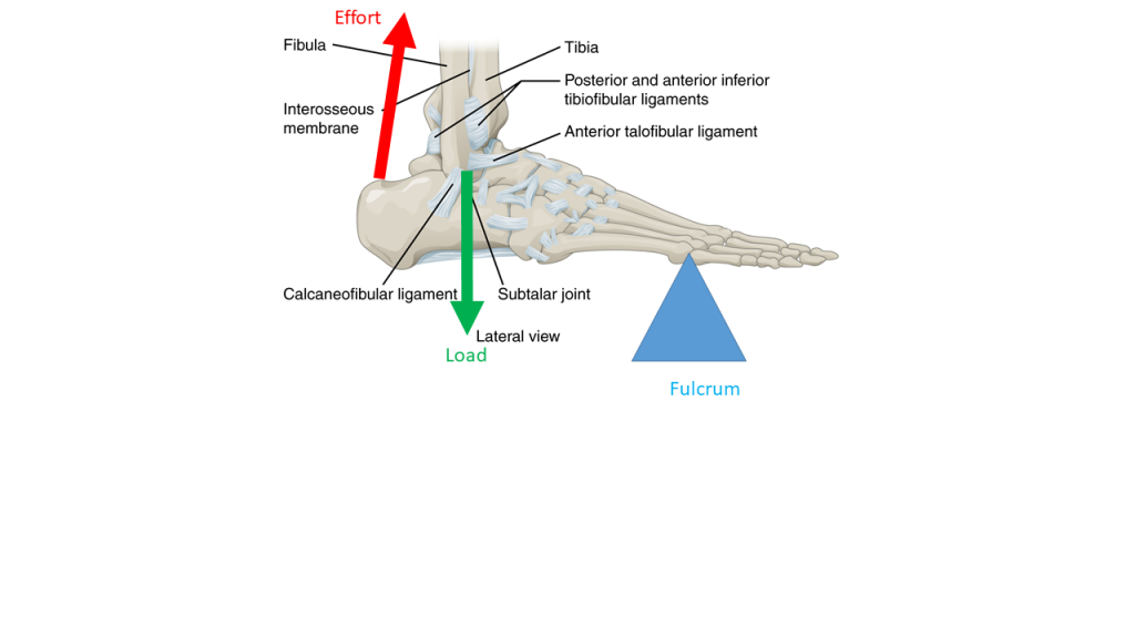 Lever In Human Body