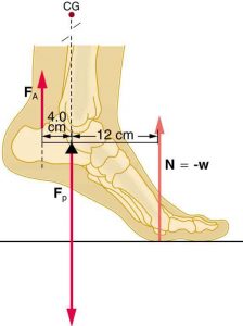 A foot with heel raised off the floor. The normal force acts on the ball of the toe and is equal and opposite to the weight. The tension in the Achilles' tendon acts upward on the heel, and the force of the leg bones on the foot acts downward at the ankle. The horizontal distance from the tension force the the ankle is 4 cm and the horizontal distance from normal force to ankle is 12 cm.