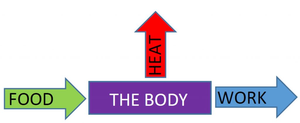 A rectangle labeled "the body" with arrow labeled "food" pointing inward from the left and an arrow labeled "work" pointing outward to the right. An arrow labeled "heat" points outward and upward from the top.