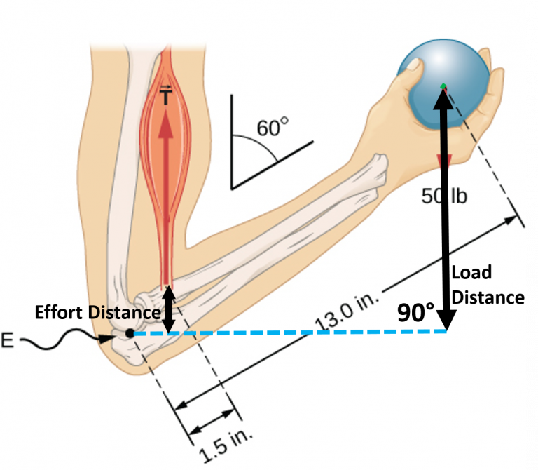 Body Levers Body Physics Motion to Metabolism