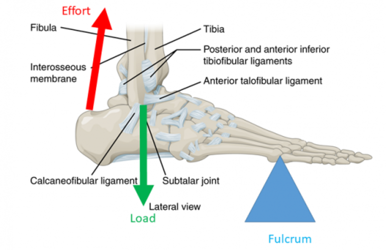 body-levers-body-physics-motion-to-metabolism