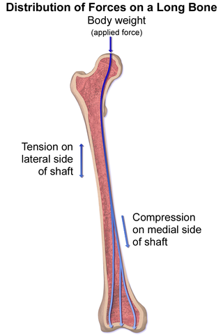 A cross section of a human femur. The force of body weight acts downward on the top of the bone where it attaches to the hip. The side of the bone closer to the body is under compression, the farther side is under tension.