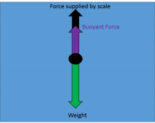 Under Water Weight – Body Physics: Motion to Metabolism