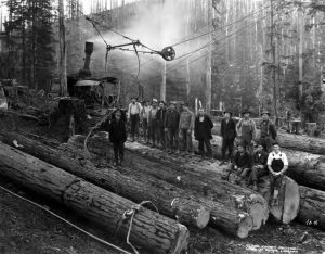 men logging in the forest