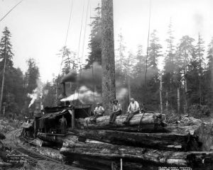 logs loaded on flatcars