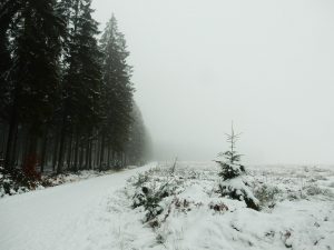 winter snow in forest