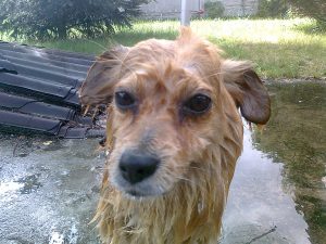 wet dog