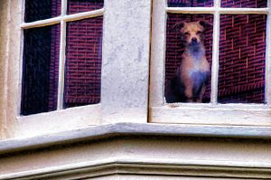dog looking outside of a window