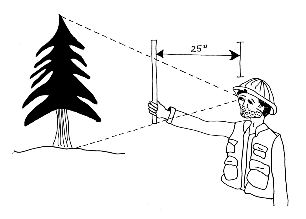 Exactly measuring tree height