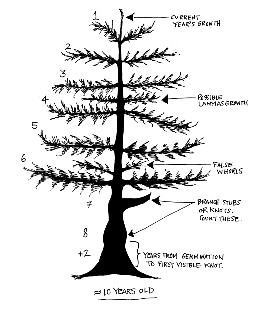 4.3 Field Technique Tips for Counting Whorls Forest Measurements