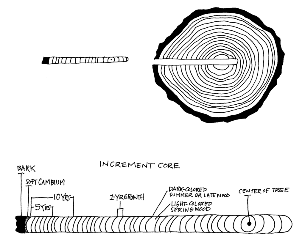 graphic of core sample taken from tree round, illustrating the striped appearance of the annual rings