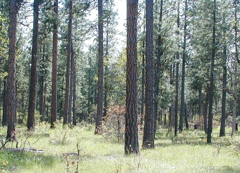 5.1 Stand Structure Forest Measurements