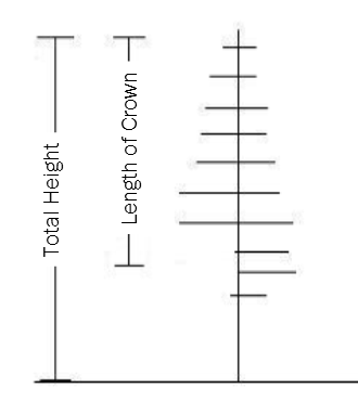 grphic showing a measurement point for the base of the crown when live branches are lower on one side of the trunk