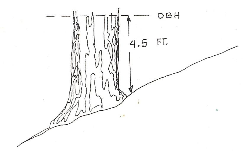 grafiek die 4,5 voet boven de grond aan de bergzijde van een boom