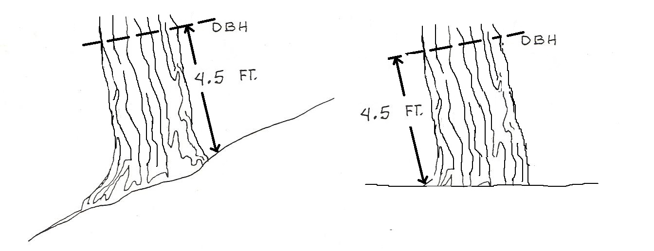 3.2 Determining Tree Diameter Forest Measurements