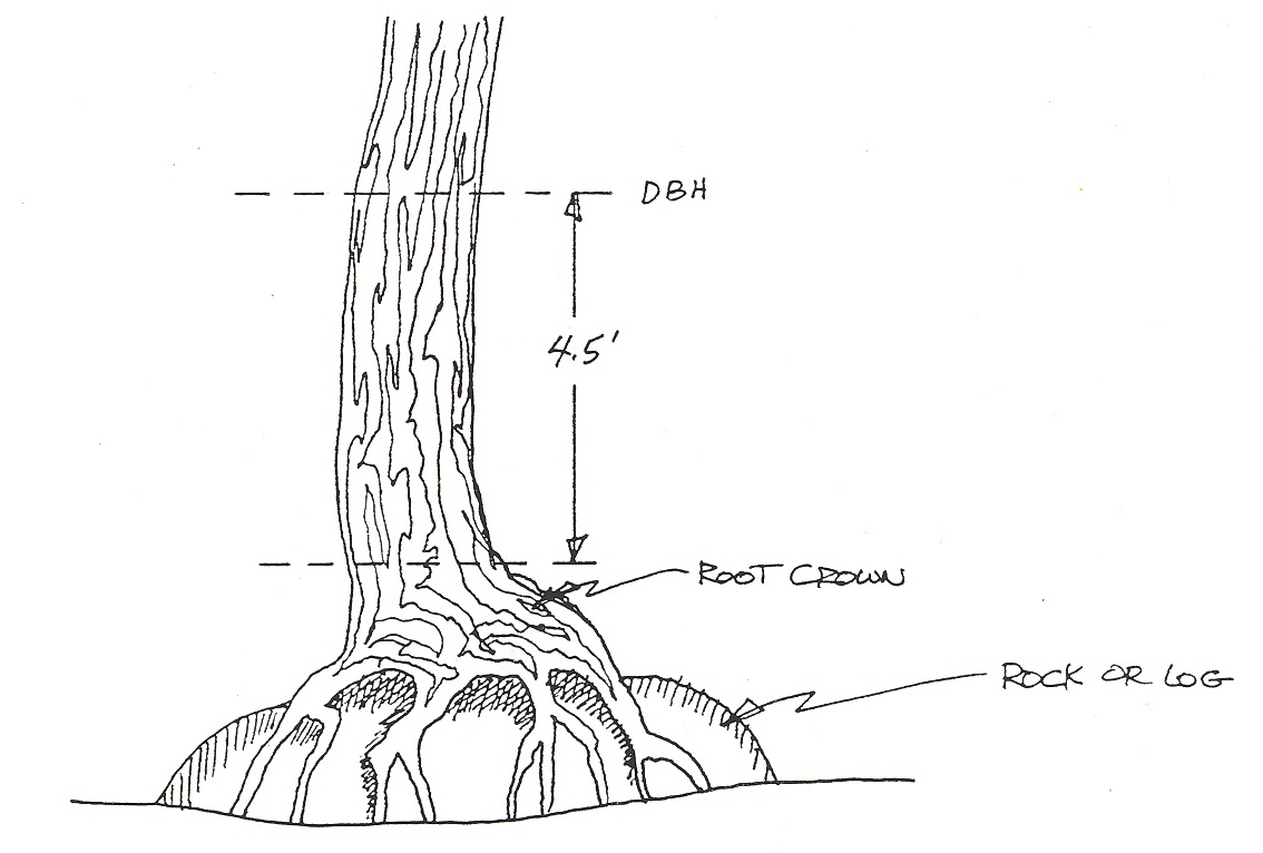 3.2 Determining Tree Diameter Forest Measurements