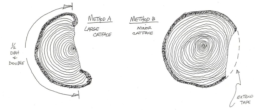 graphic depicting a tree with nearly half the diameter destroyed by injury; a second tree with a slight injury to the trunk