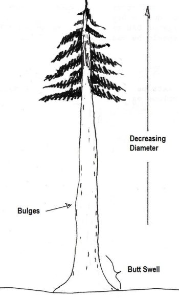 xstand naximum tree diameter