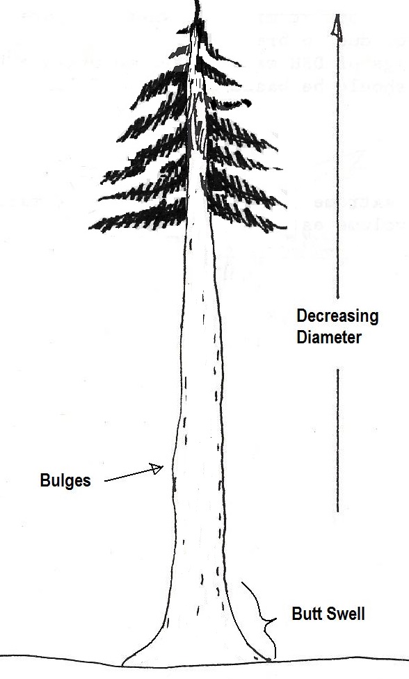 Ein Baum mit großen Durchmessern an der Basis eines Baumes, Schwellungen in mittlerer Höhe und kleinen Durchmessern an der Spitze eines Baumes.