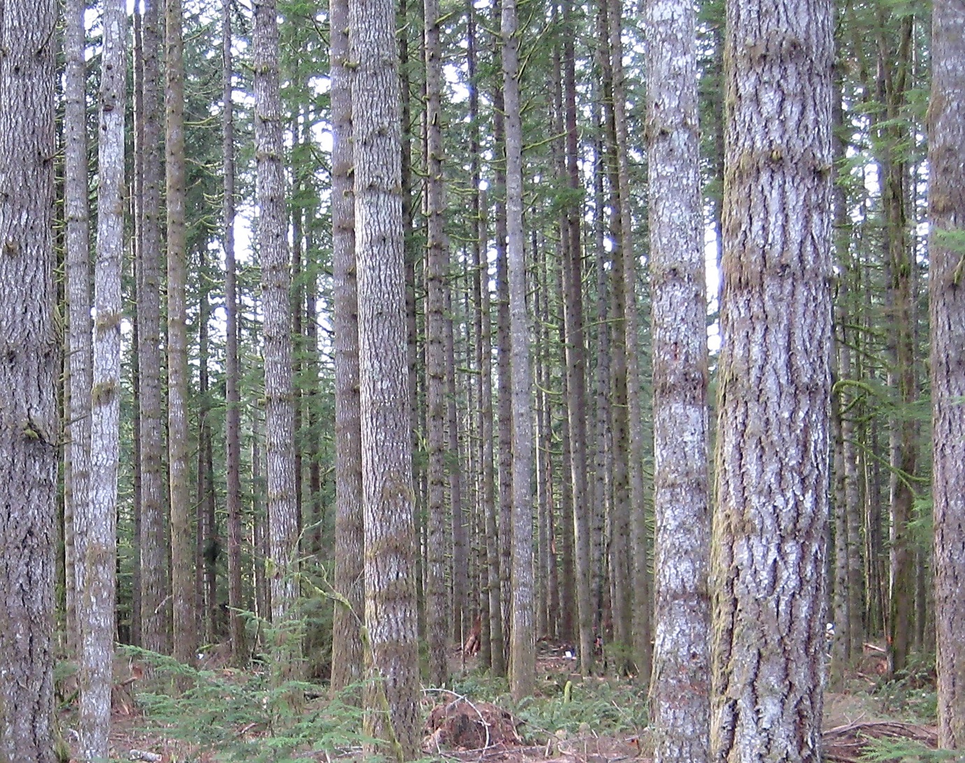 5.1 Stand Structure Forest Measurements