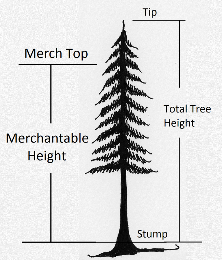 2-2-determining-tree-height-forest-measurements