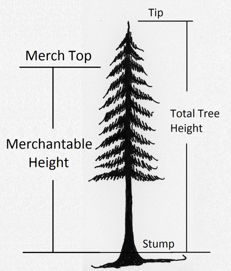 2 2 Determining Tree Height Forest Measurements