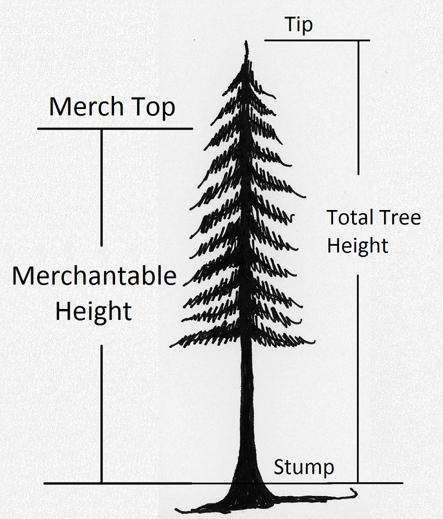 2.2 Determining Tree Height – Forest Measurements