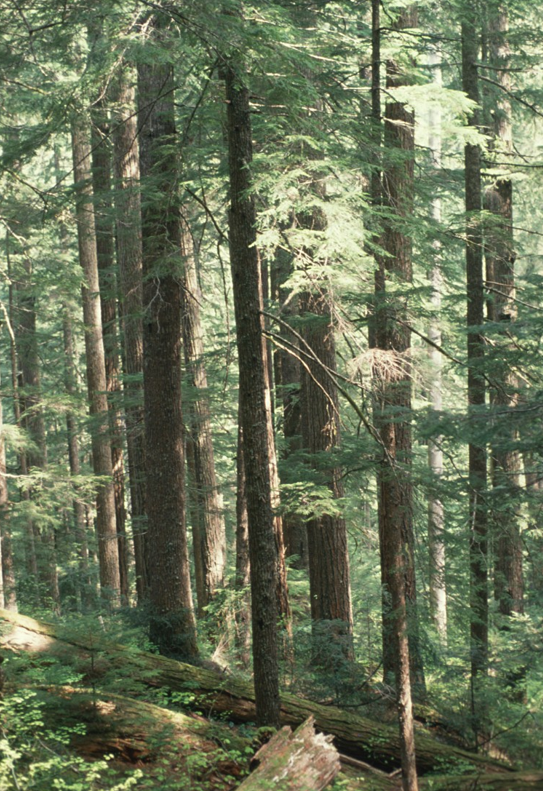 Photo illustrating old-growth large trees and large woody logs on ground