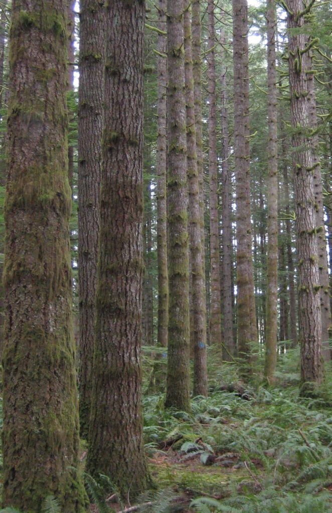 photo of forest with overstory trees but only ferns in the understory