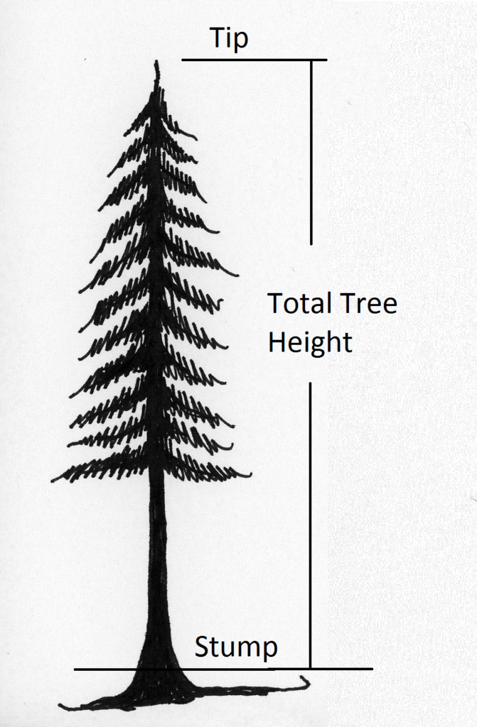 tree showing height from 1-ft. stump to top of tree