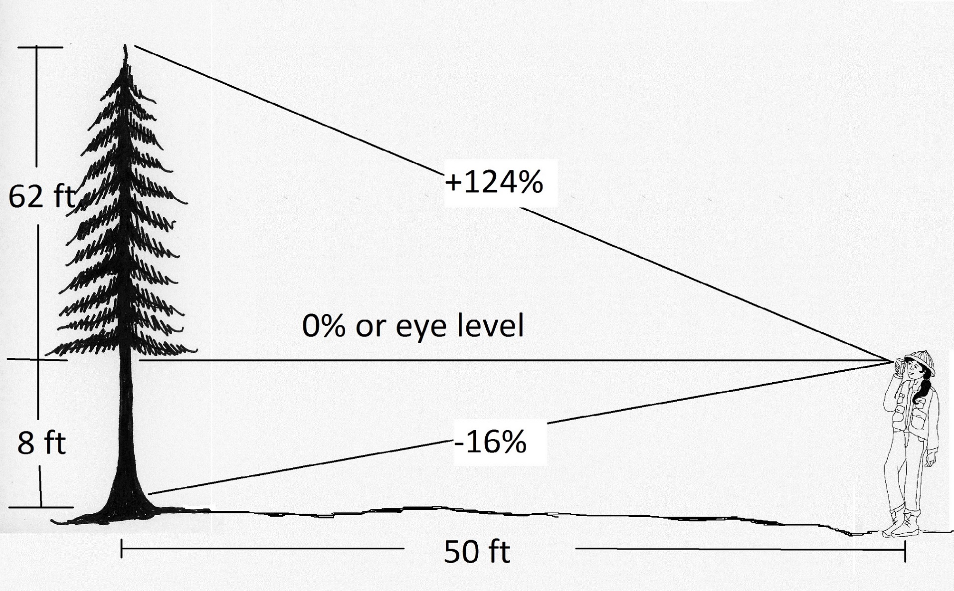 Get tree. Why observe - Tree height. What is the height for a Tree?.