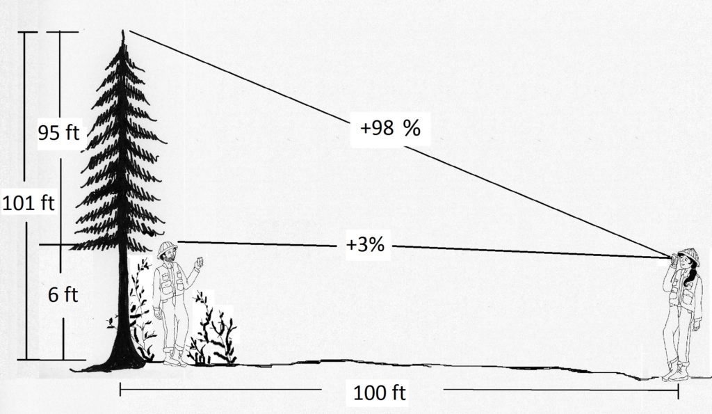 Exactly measuring tree height