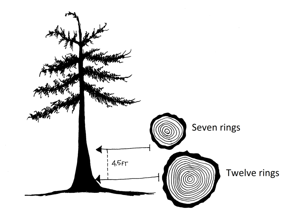 What produces the annual rings in trees? - Quora