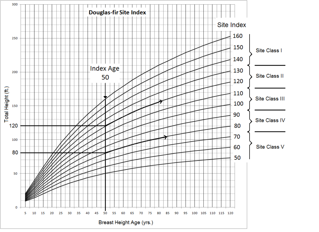 A chart showing twelve growth curves, illustrating that trees on good sites continue to grow at faster rates over 120 years than trees on poor sites.