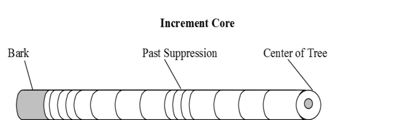 An core sample showing annual rings as described in the caption.