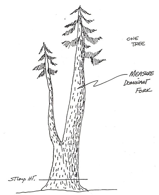 a forked tree showing a dominant fork to measure