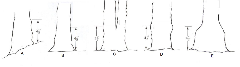 A. a tree on a slope. B. a normal tree. C. a tree forking below dbh. D. a tree with a bulge at dbh. E a tree with a bell bottom that ends at 4.5 feet above the ground.