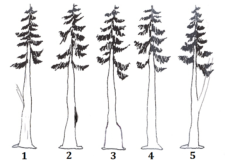 6.7 Summary Questions – Forest Measurements