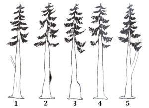 6.7 Summary Questions – Forest Measurements