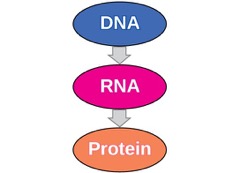 DNA (arrow pointing down) RNA (arrow pointing down) protein