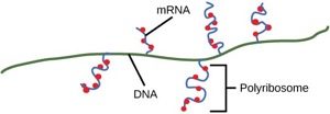 polyribosome