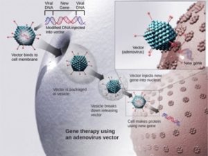 Virus gene therapy