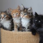 Kittens of various colors.