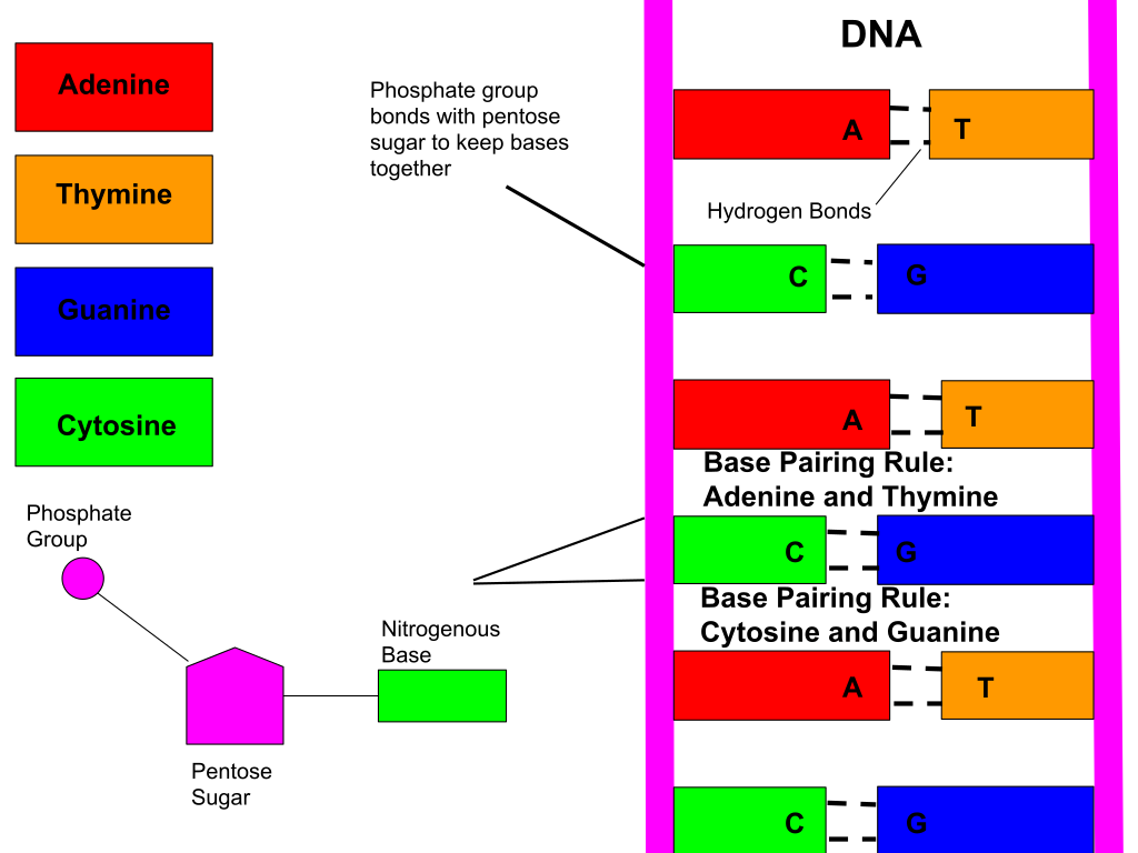 To the left, each base (A, T, C, G) are in different colored rectangles. Below is a representation of a nucleotide. A pink ball labeld phosphate group is attached to a 5-sided shape labeled pentose sugar. TO the right of this attached with a line is a green rectangle labeled nitrogenous base. To the right is a representation of DNA. Two pink lines run from top to bottom. In the space between the two pink lines are rectangles representing the nitrogenous bases, connected with dashed lines representing hydrogen bonds. A always pairs with T, C always pairs with G.