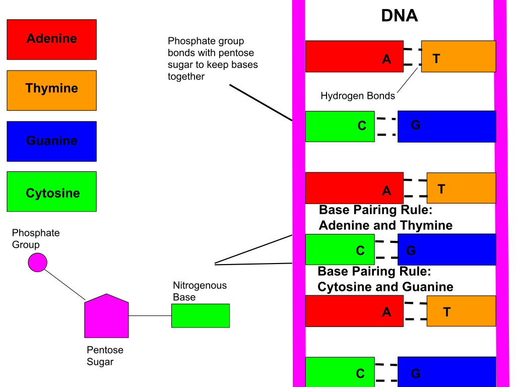 Nucleic Acids Mhcc Biology 112 Biology For Health Professions