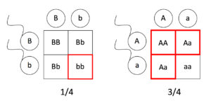 11e.abpunnett