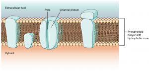 Structure of the Plasma Membrane – MHCC Biology 112: Biology for Health ...