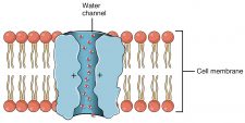 Structure of the Plasma Membrane – MHCC Biology 112: Biology for Health ...