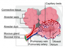 Passive Transport: Diffusion – MHCC Biology 112: Biology for Health ...